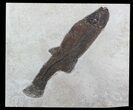 Notogoneus Fossil Fish (Scarce Species) - Wyoming #47551-3